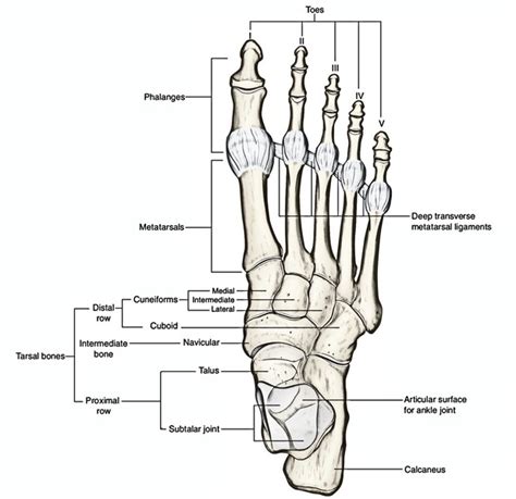 Joint Between Phalanges And Metatarsals