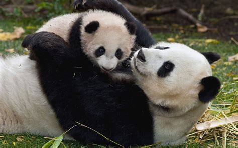 Free Download Cute Baby Panda Bears Wallpaper Free Electronic