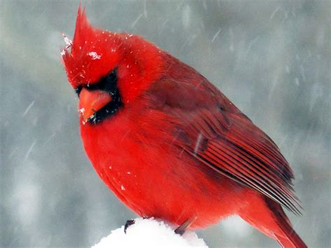 Close Up Of Male Red Cardinal In Snowfall Photograph By Richard