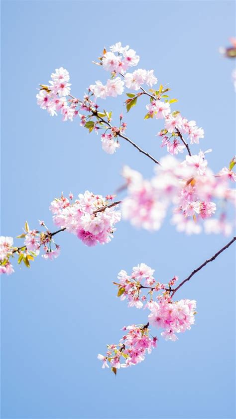 Pink Flowers Tree Iphone Wallpapers Free Download