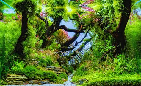 Any aquascape design means knowing precisely what materials will come together for the final finished project. The Ultimate Beginner's Guide to Aquascaping Your Aquarium