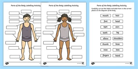 Human Body Parts Labelling Activity Body Parts Worksheet