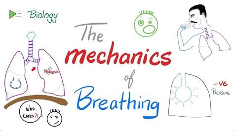 The Mechanics Of Breathing 😮‍💨 Normal Inhalation And Exhalation