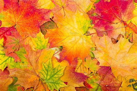 Autumn Maple Leaves Background High Quality Nature Stock Photos