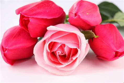 Beautiful Red Pink Roses Flowers Hd Wallpapers