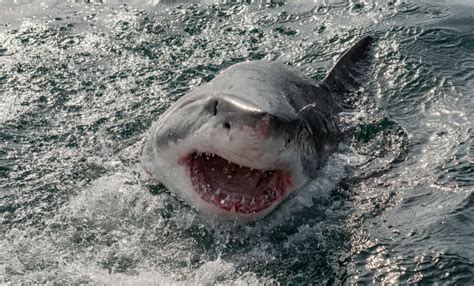 See The Great White Sharks Recently Spotted Off The Coast Of Florida