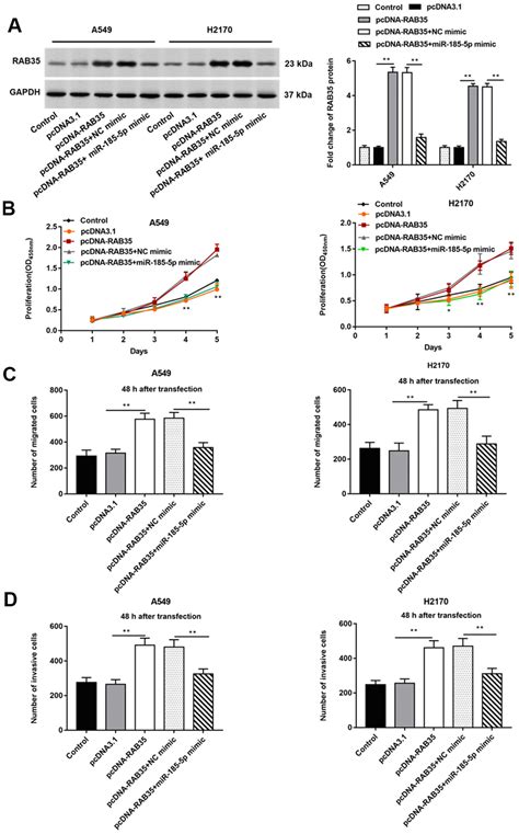 aging mir 185 5p targets rab35 gene to regulate tumor cell derived exosomes mediated