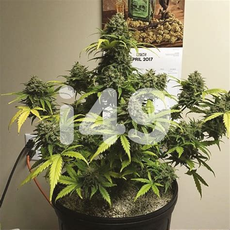Buy Gorilla Glue 4 Fem Cannabis Seeds I49 Usa