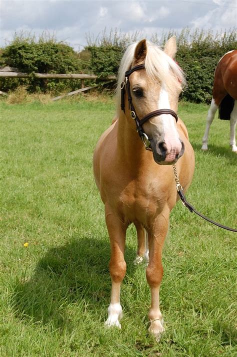 Palomino Welsh Pony · Free Photo On Pixabay