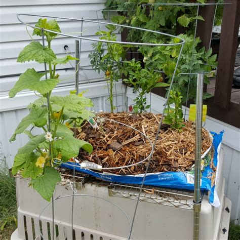 Growing Vegetables In Potting Soil Bags Backyard Vegetable Gardener