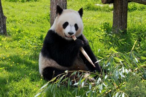 Cirugía Restricciones Estación Informacion Sobre Los Osos Pandas