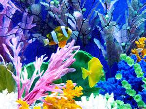Displaying 15> Images For Tropical Fish Tank Background 