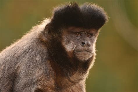Macaco prego veja características como criar preço e mais Guia