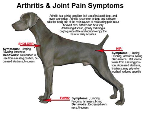 Does Your Dog Have Arthritis Dgp For Pets
