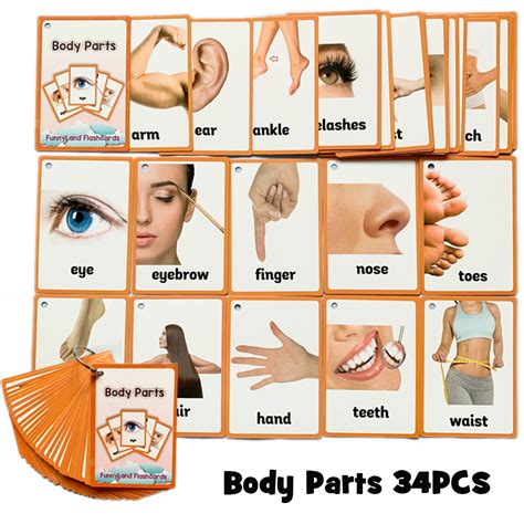 Know your body for children / human body parts. Animals Body Parts English Learning Word Pocket Card ...