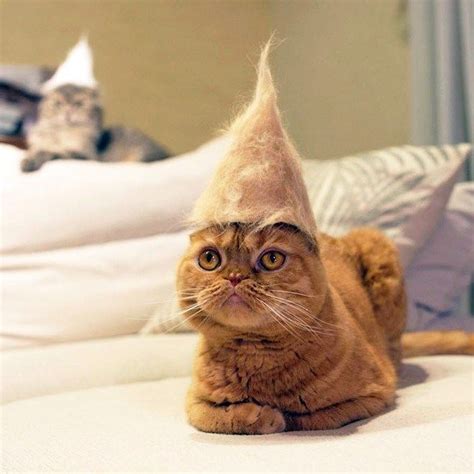 Hats For Cats 20 Funny Pictures Funnyfoto Page 2