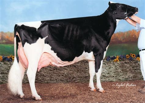 Holstein World Photo of the Day Archive | World photo, Photo, Breeds
