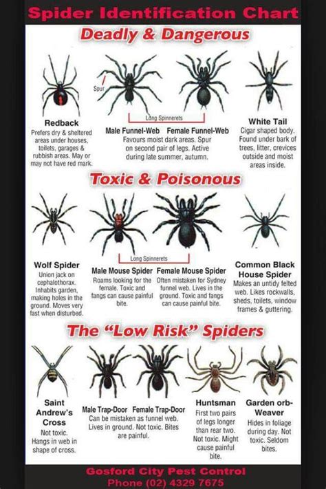 Spider Guide Spider Identification Chart Spider Identification Wilderness Survival Skills