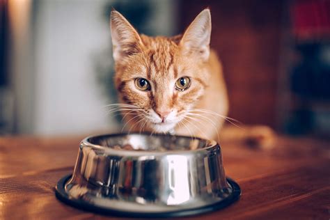 The following foods all combine nutritional ingredients, complete nutrition, and palatability. Wet Cat Food Types: Which Is Best for Your Cat? | ReviewThis