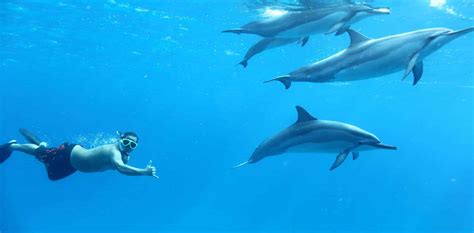 Awasome Is There A Place To Swim With Dolphins In Maui 2022
