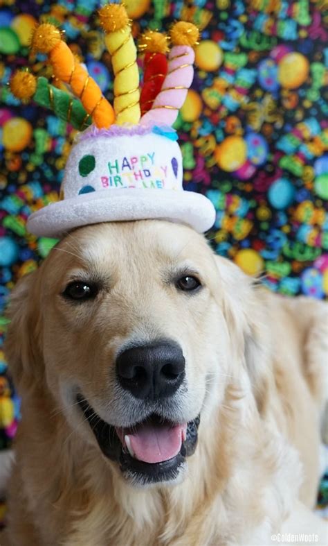 Celebrate Your Dogs Birthday 1st Barkday Dogbirthday Dog Birthday