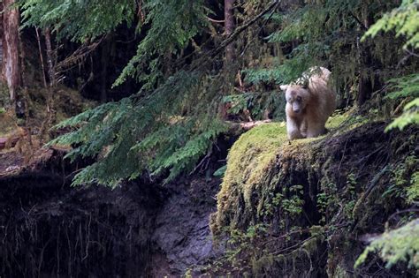 Stunning Photos Capture Rare White Spirit Bear In Action