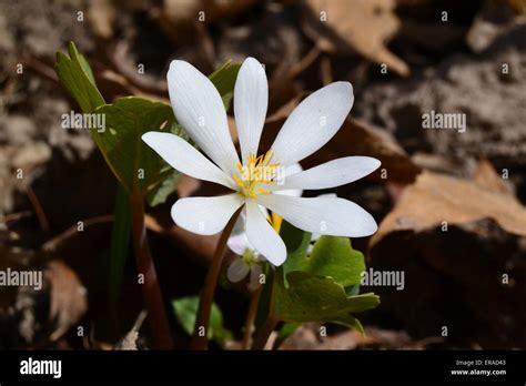 Bloodroot Wildflower In Iowa Stock Photo Alamy