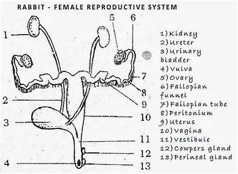 Female Reproductive System Of Bird Rabbit Reptile Comparision