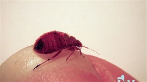 How To Get Rid Of Bed Bugs Without An Exterminator Dengarden