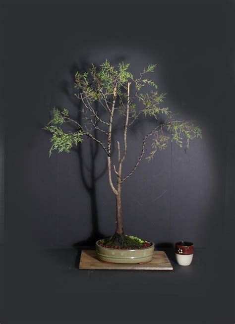 Red Cedar Bonsai Tree 2020 Conifer Collection From Livebonsaitree