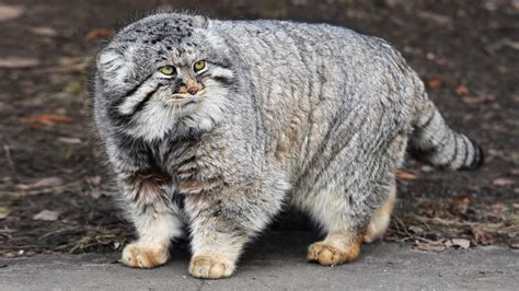 Mongolian Manuls Meet The Worlds Fattest Cat