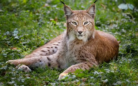 Wallpaper Grass Wood Wildlife Zoo Whiskers Lynx Puma Cougar