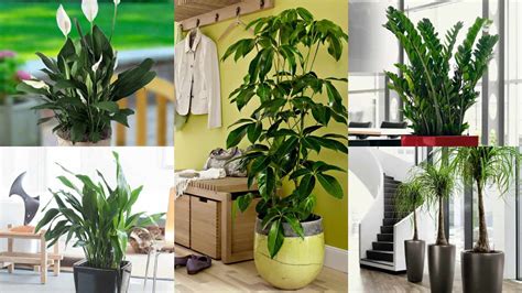 Le piante da interno danno vita e colore al tuo salotto, creando una atmosfera di intimità in ogni casa essi siano presenti. 20 piante da interno e da esterno che non hanno bisogno ...