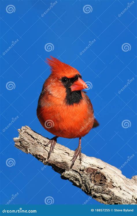Male Northern Cardinal Stock Image Image Of Tree Vertical 18857255