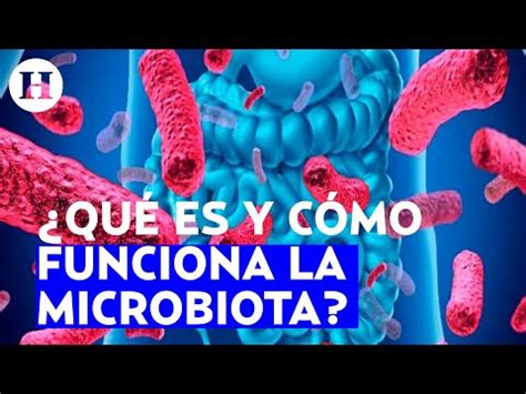 Qué es y cómo funciona la microbiota YouTube