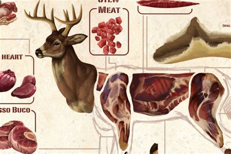 Deer Meat Guide All The Most Common Deer Cuts And Parts Wide Open Spaces