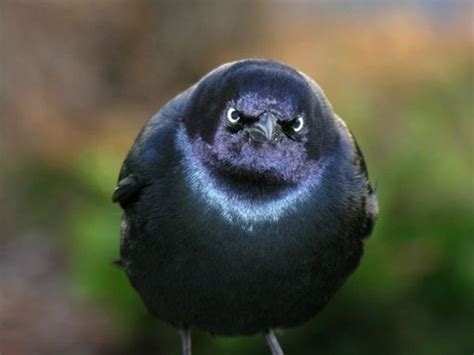 A Few Real Life “angry Birds” 25 Pics