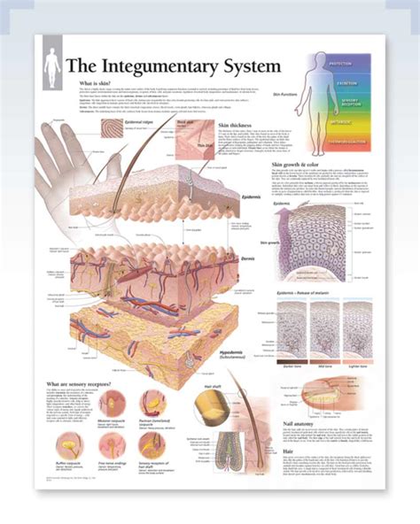Integumentary System Exam Room Anatomy Poster Clinicalposters