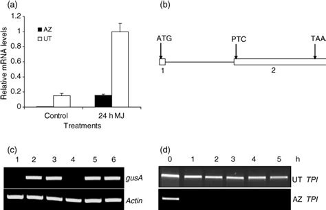 The Az Tpi Gene Harbors A Ptc And Has A Low Level Of Mrna Stability