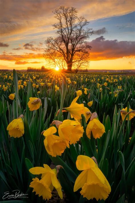 Daffodils Under The Tree Of Springs Golden Light By Erwin Buske