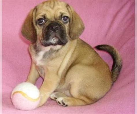 Puggle Breed Information And Pictures On