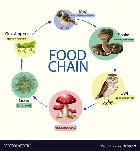 Mangrove Forest Food Web