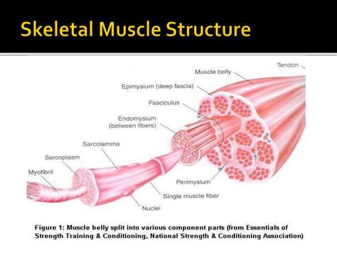 Ppt Muscle Structure And Function Powerpoint