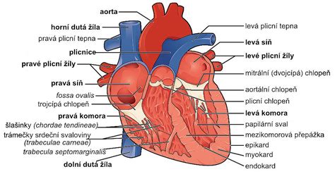 Srdce Struktura A Funkce Nzip