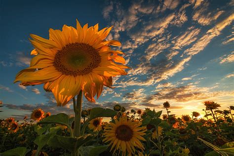 Download Summer Yellow Flower Flower Nature Sunflower Hd Wallpaper