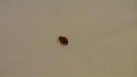 Bed Bug Crawling Country Inns And Suites Youtube