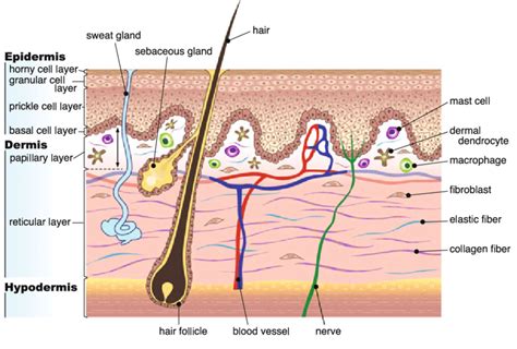 Adult Human Skin Is A Layered Organ Consisting Of An Epidermis And A