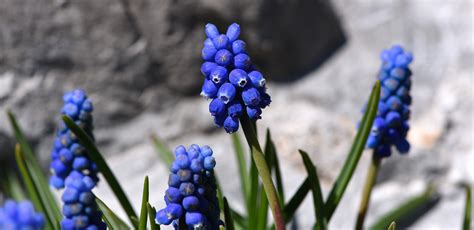 Free Images Nature Botany Garden Flora Blue Flower Wildflower