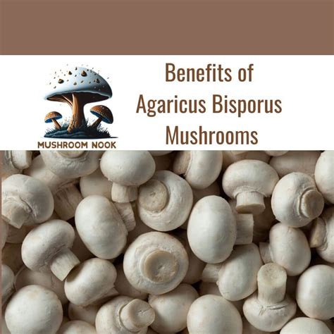 Incredible Benefits Of Agaricus Bisporus Mushrooms Mushroom Nook