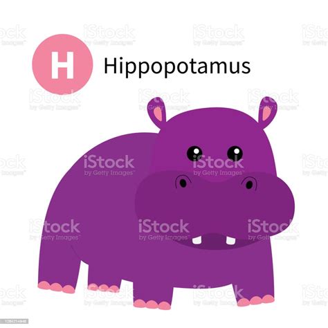 Ilustración De Carta H Hippopotamus Behemoth Caballo Del Río Alfabeto